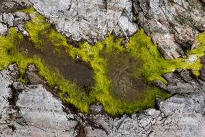 Fotografia artistica Abstract view of moss on rocks, Kevin Trimmer, (40 x 26.7 cm)