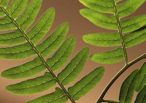 Fotografia artistica Highlighted leaf veins on fern fronds, Zen Rial, (40 x 26.7 cm)
