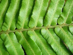 Fotografia artistica Green blechnum fern leaf, Supersmario, (40 x 30 cm)