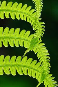Fotografia Fresh green fern leaves Macrophotography, Vlad Antonov