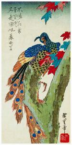 Stampa artistica Peacock Perched on a Maple Tree Japan - Utagawa Hiroshige, (20 x 40 cm)