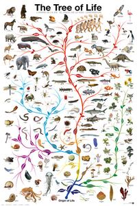 Posters, Stampe Evolution - The Tree of Life