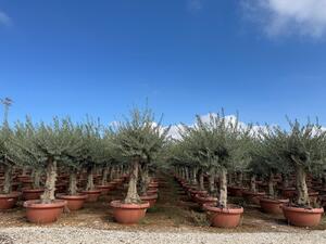 Sunny Tree - Olea Europea - olivo resistente - 180 cm in vaso - olivo di 45 anni - fruttifero - sempreverde - resistente fino a -18