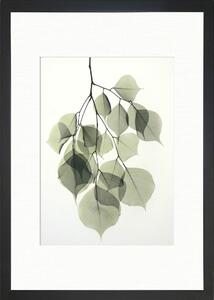 Poster 24x29 cm Tender Leaves - Tablo Center