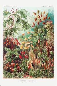 Posters, Stampe Ernst Haeckel - Laubmoose, (61 x 91.5 cm)