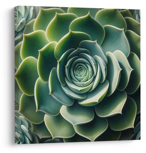 Quadro su tela – Spirale perfetta della pianta grassa