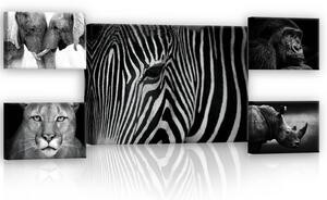 Buvu Quadro su tela: Animali in bianco e nero (2) - set 1pz 70x50 cm e 4pz 32,4x22,8 cm