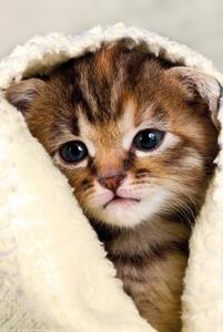 Buvu Poster: Gattino in un asciugamano