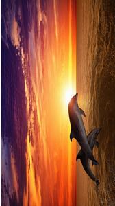 Telo mare con motivo delfino e tramonto 100 x 180 cm