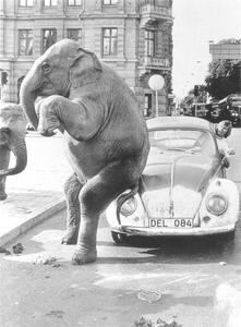 Fotografia Elephant on Vw ca 1950 exact place unknown Cuba Caribbean Central America 1950, (30 x 40 cm)