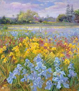 Timothy Easton - Stampa artistica Irises Willow and Fir Tree 1993, (35 x 40 cm)
