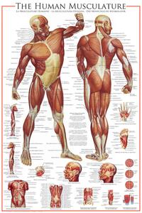 Posters, Stampe The Muscular System