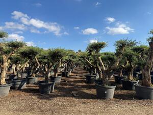 Sunny Tree - Olivo "Pompon" – 50 anni, altezza 230 cm, circonferenza del tronco 50 cm, volume del vaso 170 litri, , resistente al gelo