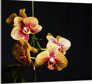 PIATTO DI VETRO PER CUCINA 65x60 Orchidea