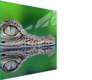 Piastra Di Protezione In Vetrina Per L'erba 50X52 Crocodil