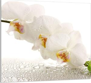 PIATTO DI VETRO PER CUCINA 65x60 Orchidea
