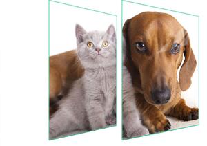 Piastra Di Protezione In Vetrina Per Gli Animali Di Razza 70X52