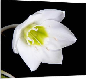 PIATTO DI VETRO PER CUCINA 65x60 Orchidea