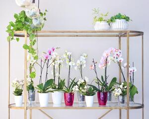 Vaso per piante e fiori Orchidea ARTEVASI in plastica colore trasparente H 15 cm, Ø 12.7 cm