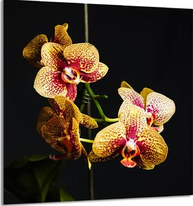 PIATTO IN VETRO PER CUCINA 60x65 Orchidea