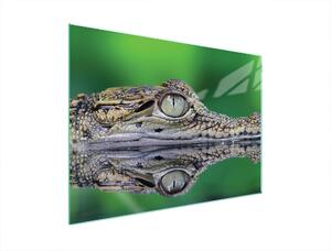 Piastra Di Protezione In Vetrina Per L'erba 70X52 Crocodil