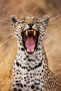 Fotografia A leopard yawning close-up portrait, Jami Tarris