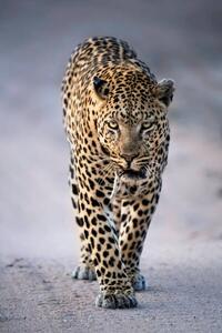 Fotografia Leopard Portrait, Kathleen Reeder Wildlife Photography