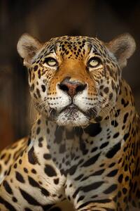 Fotografia Close up portrait of a Jaguar, Copyrights @ Arijit Mondal