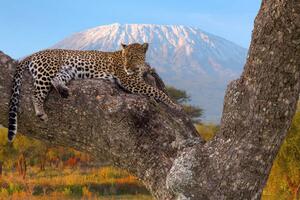 Fotografia African Leopard resting, Ayzenstayn