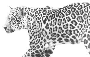 Fotografia jaguar, Eric Schaeffer