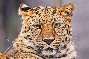 Fotografia Portrait of Amur leopard, Picture by Tambako the Jaguar