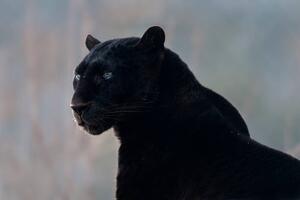 Fotografia Black leopard Panthera pardus, Mark Newman