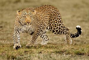 Fotografia Leopard, McDonald Wildlife Photography Inc