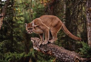 Fotografia Mountain Lion on Tree Stump, John Conrad