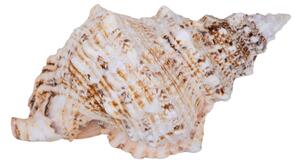 Conchiglia Bursa Bubo Larghezza 23 cm