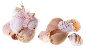 Conchiglie 6 Pz Tonna e Diadema 17 20 cm