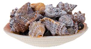 Set 12 Conchiglie Assortite con Cesti Larghezza 10 cm