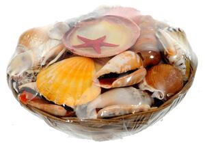 Set 12 Conchiglie Assortite con Cesti Larghezza 20 cm