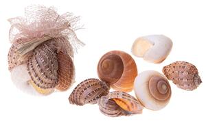 Set 12 Conchiglie Haliotes Lamarckiana Larghezza cm