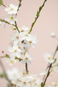 Fotografia Cherry tree flowers, Studio Collection, (26.7 x 40 cm)