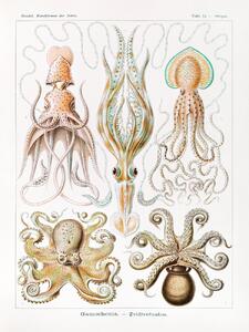Riproduzione Gamochonia Trichterkraken Octopus Academia - Ernst Haeckel, (30 x 40 cm)