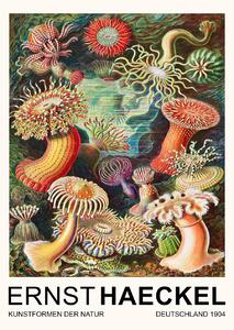 Riproduzione Actiniae Seeanemonen Sea Anemones Vintage Academia - Ernst Haeckel, (30 x 40 cm)