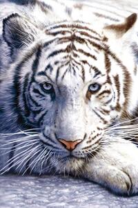 Posters, Stampe White tiger, (61 x 91.5 cm)