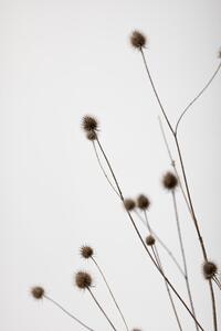 Fotografia Thistle Grey 01, Studio Collection, (26.7 x 40 cm)