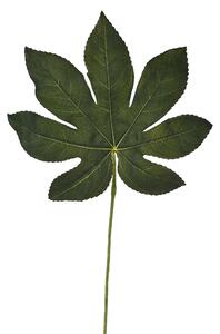 Set 12 Foglia Artificiali di Aralia H 33 cm