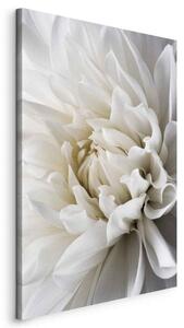 Quadro White Dahlia