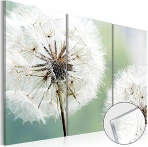 Quadri su vetro acrilico Fluffy Dandelions [Glass]