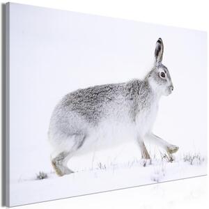 Quadro - Hare (1 Part) Wide
