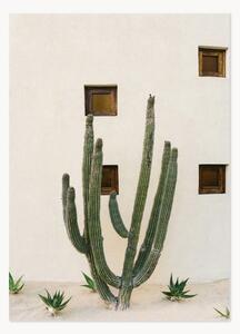 Poster Cabo Cactus IX