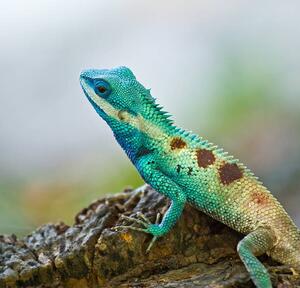 Fotografia Blue iguana in the nature, dangphoto2517